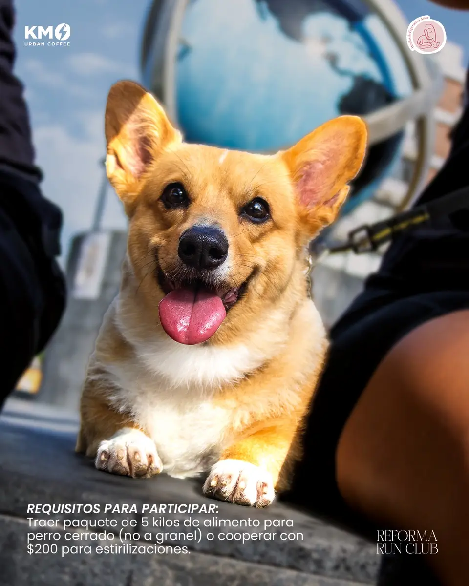 Cartel del Social Run del Día del Perro con un corgi asomado, y los requisitos para participar: llevar cinco kilos de alimento o cooperar con 200 pesos.